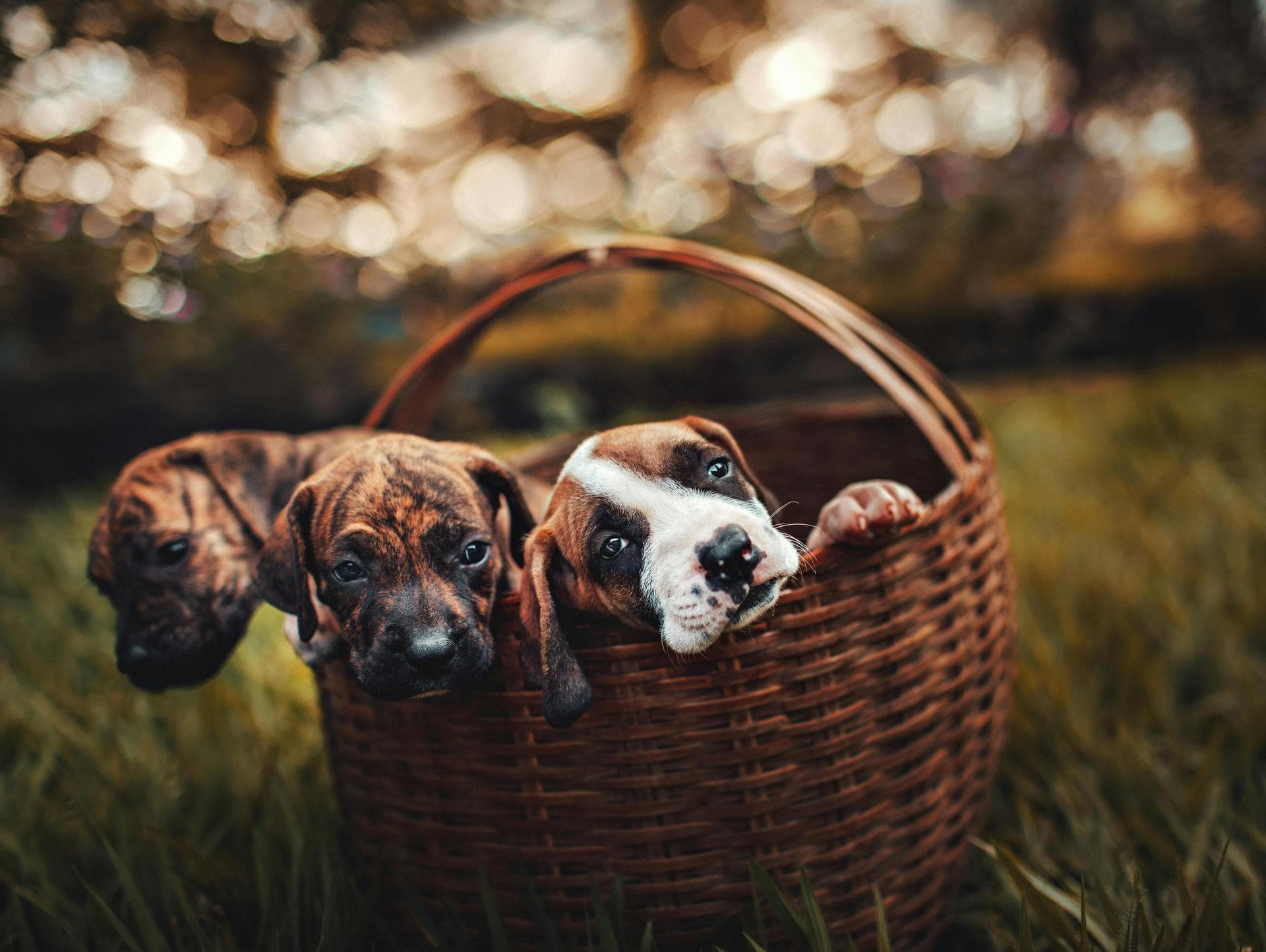 Best Vets in Chippenham