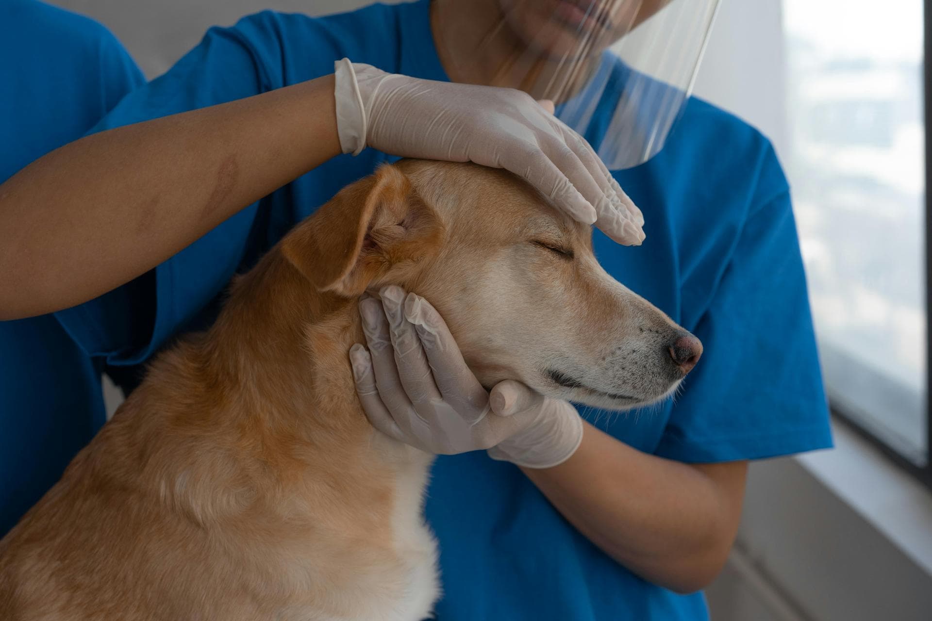 Best Vets in Trowbridge