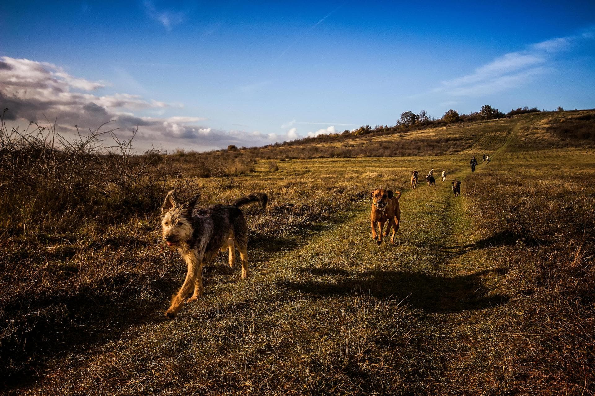 Emergency vets in Devizes