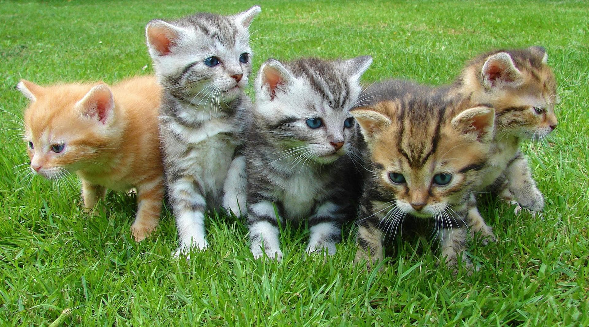 Emergency vets in Bradford-On-Avon