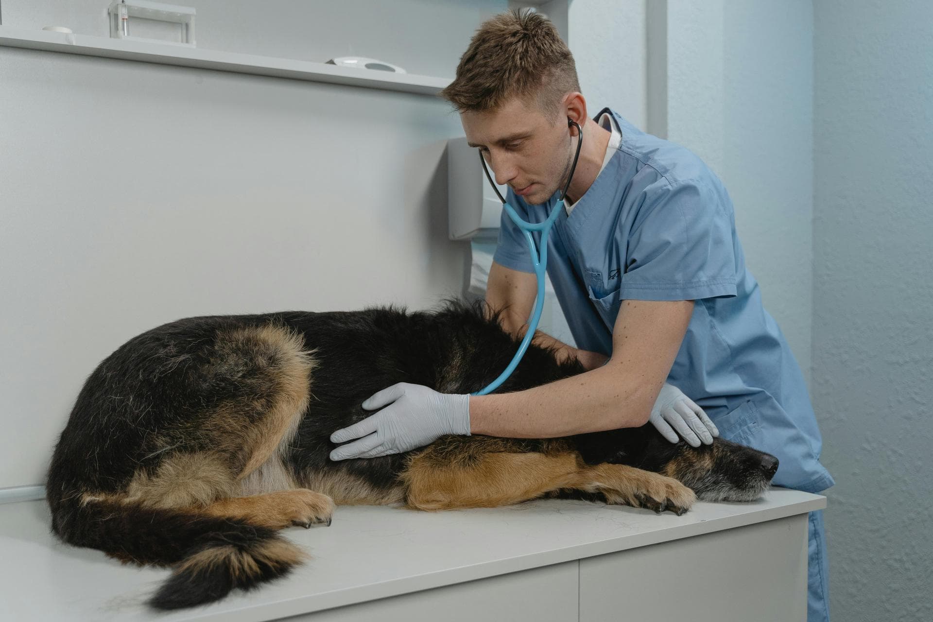 Dog & Cat Vets in Chippenham